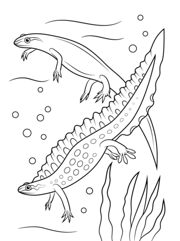 Smooth Newts Coloring Page